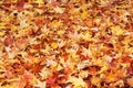 Autumn foliage background Royalty Free Stock Photo