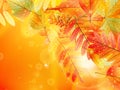 Autumn foliage background.