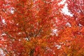 Autumn foliage background. Red maple leaves on tree Royalty Free Stock Photo