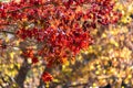 Autumn foliage background. Red maple leaves on tree Royalty Free Stock Photo