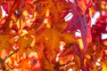 Autumn foliage background. Red maple leaves on tree Royalty Free Stock Photo