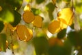 Autumn foliage of birch on tree branches on a sunny day, macro photo Royalty Free Stock Photo