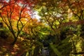 Autumn foliage color at Tofukuji, Kyoto Royalty Free Stock Photo