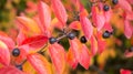 Autumn foliage of cotoneaster lucidus with a focus on berry. Fall colorful background. Royalty Free Stock Photo
