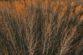 Autumn foliage in cottonwood forest, aerial shot from drone pov