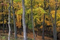 Autumn foliage in Effigy Mound National Monument, Iowa