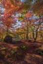 Autumn foliage at Eikando Temple Royalty Free Stock Photo