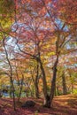 Autumn foliage at Eikando Temple Royalty Free Stock Photo