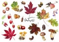 Autumn foliage elements watercolor isolated on white background Royalty Free Stock Photo