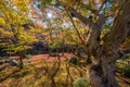 Autumn foliage at Enkoji Temple Royalty Free Stock Photo