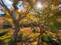 Autumn foliage at Enkoji Temple Royalty Free Stock Photo