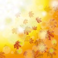 Autumn Foliage Fall Royalty Free Stock Photo