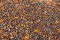 Autumn foliage fallen on the ground withered orange bulk