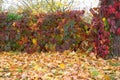 Autumn foliage and fence Royalty Free Stock Photo