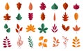 Autumn foliage. Forest red and yellow leaves of maple or oak. Orange chestnut trees. Fall season botanical graphic