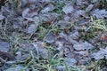 Autumn foliage frosty morning in forest Royalty Free Stock Photo