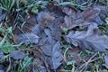 Autumn foliage frosty morning in forest Royalty Free Stock Photo