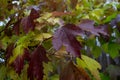 Autumn foliage is full of bright different colors