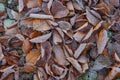 Autumn foliage on the ground with hoar frost Royalty Free Stock Photo