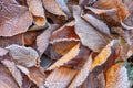 Autumn foliage on the ground with hoar frost Royalty Free Stock Photo