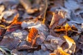 Autumn foliage with beech leaves on the ground with hoar frost Royalty Free Stock Photo