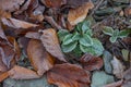 Autumn foliage on the ground with hoar frost on beech leaves and a green plant Royalty Free Stock Photo