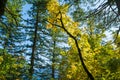 Autumn foliage on the Hamilton Mountain Trail in Beacon Rock State Park, Washington, USA Royalty Free Stock Photo