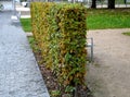 Autumn foliage of a hedge trimmed hornbeam fence in the park. The natural growth of the egg-shaped adult trumpet in an alley in au