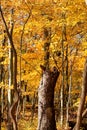 Autumn in an Indiana forest with tree trunk in paths center.