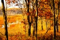 Autumn in an Indiana forest with swamp in background