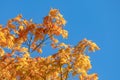 Autumn foliage in Japan