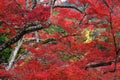 Autumn foliage in Japan - colorful japanese maple leaves during momiji season Royalty Free Stock Photo