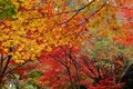 Autumn foliage in Japan - colorful japanese maple leaves during momiji season Royalty Free Stock Photo