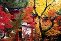 Autumn foliage in Japan - colorful japanese maple leaves during momiji season Royalty Free Stock Photo