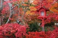 Autumn foliage in Japan - colorful japanese maple leaves during momiji season Royalty Free Stock Photo