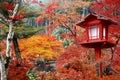 Autumn foliage in Japan - colorful japanese maple leaves during momiji season Royalty Free Stock Photo