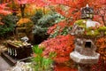 Autumn foliage in Japan - colorful japanese maple leaves during momiji season Royalty Free Stock Photo