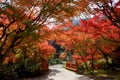 Autumn foliage in Japan - colorful japanese maple leaves during momiji season Royalty Free Stock Photo