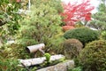 Autumn foliage in Japan - colorful japanese maple leaves during momiji season Royalty Free Stock Photo