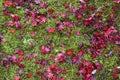 Autumn foliage in Japan - colorful japanese maple leaves during momiji season Royalty Free Stock Photo