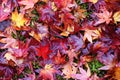 Autumn foliage in Japan - colorful japanese maple leaves during momiji season Royalty Free Stock Photo