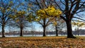 Autumn foliage of the Kensington Gardens in London against the blue sky