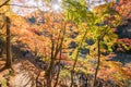 Autumn foliage in Korankei, Aichi, Japan Royalty Free Stock Photo