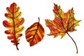 Autumn foliage, leaf fall, isolated leaves on white background