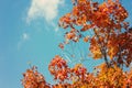 Autumn foliage Royalty Free Stock Photo