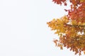 Autumn foliage Royalty Free Stock Photo