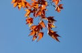 Autumn foliage leaves