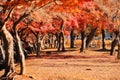 Autumn foliage leaves in Nara park