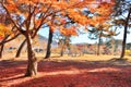 Autumn foliage leaves in Nara park