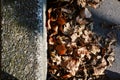 Autumn foliage lying beside the curbside. Autumnal and fall concept